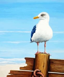 Seagull Bird paint by numbers