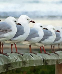 Seagulls Row paint by numbers