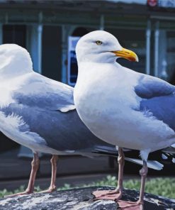 Seaguls Birds paint by numbers