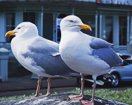 Seaguls Birds paint by numbers