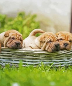 Shar Pei Puppies In Bssket paint by numbers