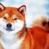 Shiba Inu Puppy paint by numbers