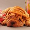 Sleepy Sharpei paint by number