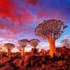 Southern Nambia Aloe Dichotoma Trees paint by numbers