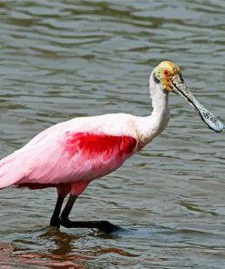 Spoonbills paint by numbers