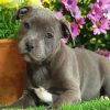 Staffy Puppy paint by number