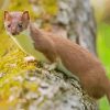 Stoat paint by numbers