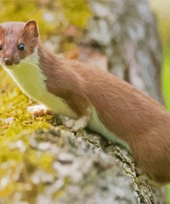 Stoat paint by numbers