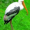 Stork Bird paint by numbers