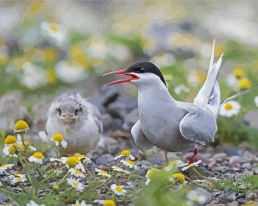 Tern Bird Animal paint by number