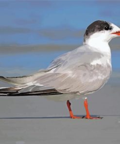 Tern paint by number