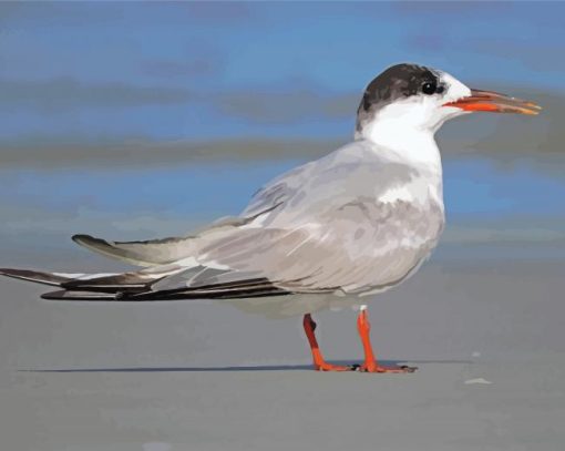 Tern paint by number