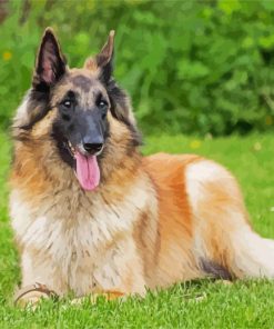 The Belgian Tervuren Dog paint by number