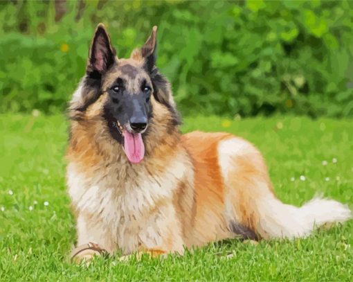 The Belgian Tervuren Dog paint by number