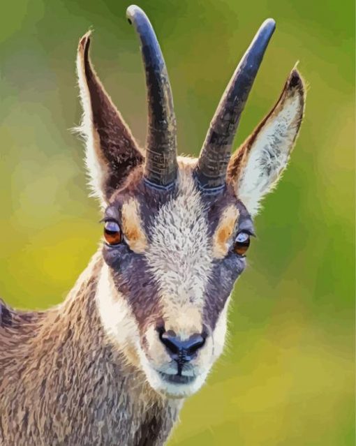 The Chamois Animal paint by number