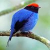 The Chiroxiphia Manakin Bird paint by numbers