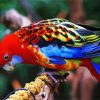 The Eastern Rosella Bird paint by number