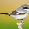 The Great Grey Shrike Bird paint by numbers