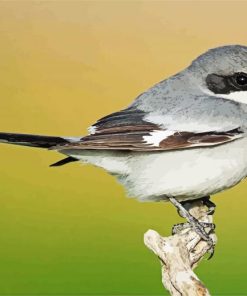 The Great Grey Shrike Bird paint by numbers