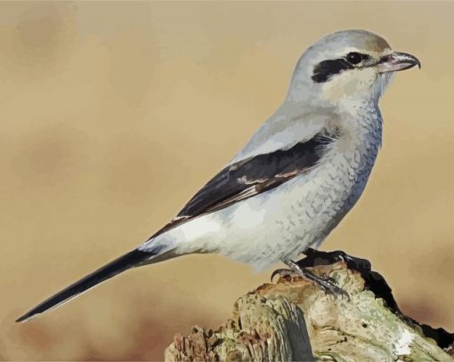 The Great Grey Shrike paint by number