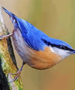 The Nuthatch Bird paint by number