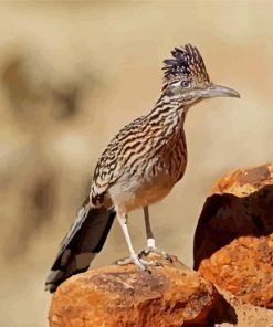 The Roadrunner Bird paint by number