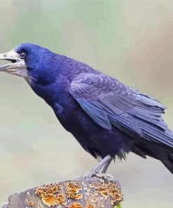 The Rook Bird paint by number