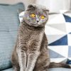 The Scottish Fold Grey Dog paint by numbers