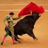 The Spanish Bullfighter paint by number