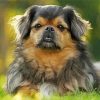 The Tibetan Spaniel Dog paint by number