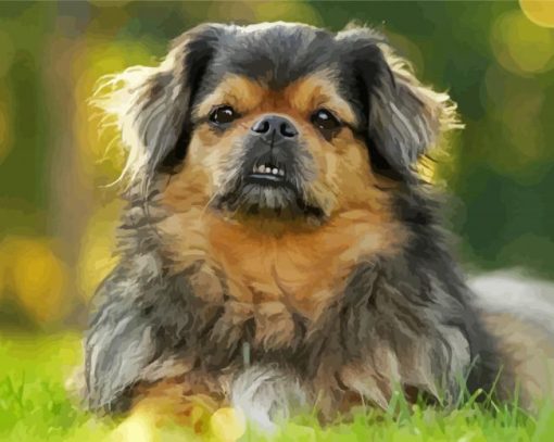 The Tibetan Spaniel Dog paint by number