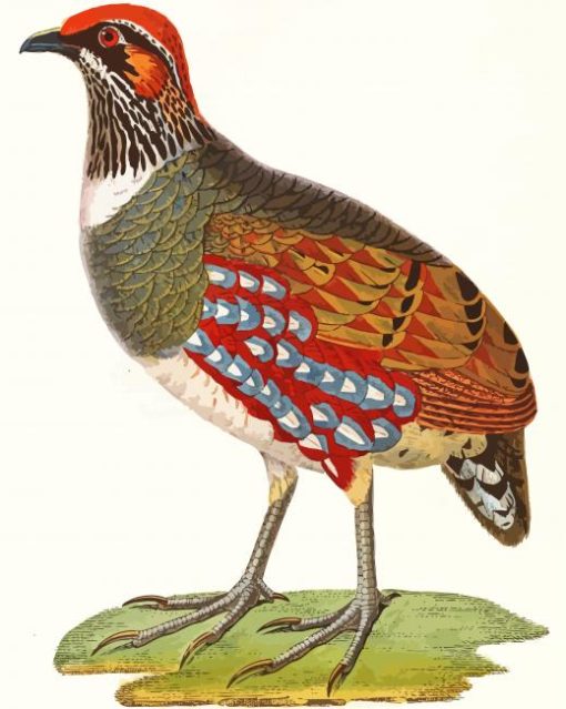 The Partridge Bird paint by number