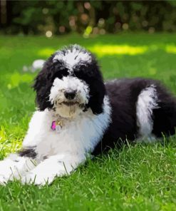 The Sheepadoodle Dog paint by numbers