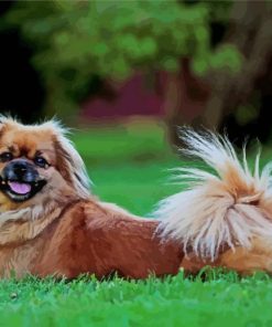 Tibetan Spaniel Dog paint by number