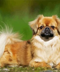 Tibetan Spaniel paint by number