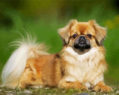 Tibetan Spaniel paint by number