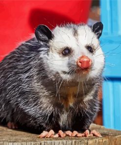 Virginia Opossum Animal paint by number