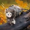 Virginia Opossum paint by number