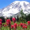 Washington Mt Rainier paint by numbers