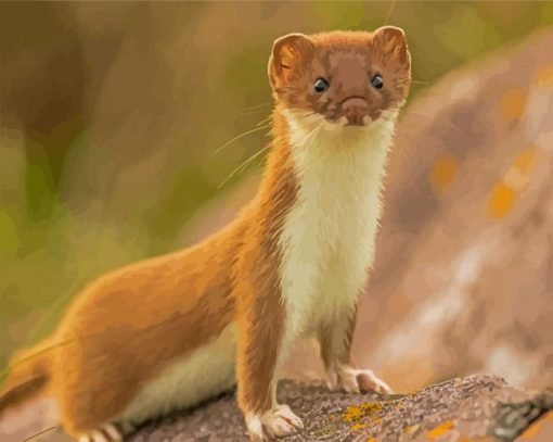 Weasel paint by number