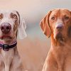 Weimaraner Dogs paint by number