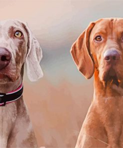 Weimaraner Dogs paint by number