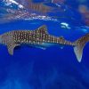 Whale Shark Underwater paint by number