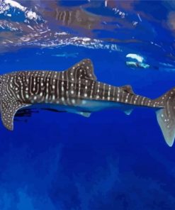 Whale Shark Underwater paint by number