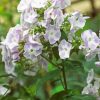 White Purple Phlox Flowering Plant paint by number