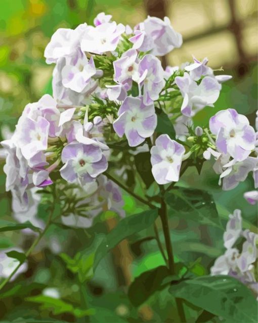 White Purple Phlox Flowering Plant paint by number