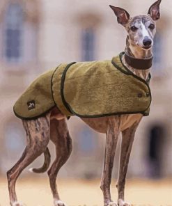 Whippet Pet paint by number