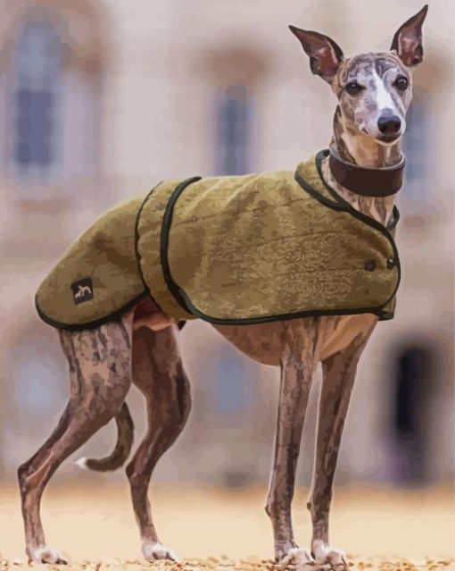 Whippet Pet paint by number