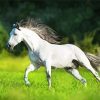 White Andalusian Horse Running paint by numbers