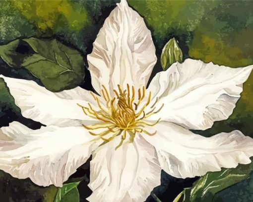 White Clematis Blooming paint by number